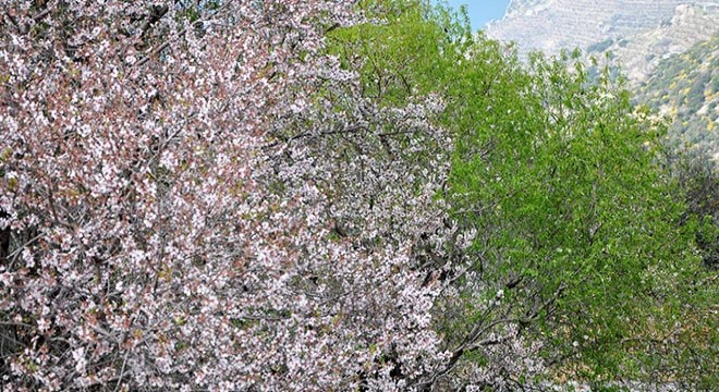 Gazipaşa'da badem ağaçları çiçek açtı