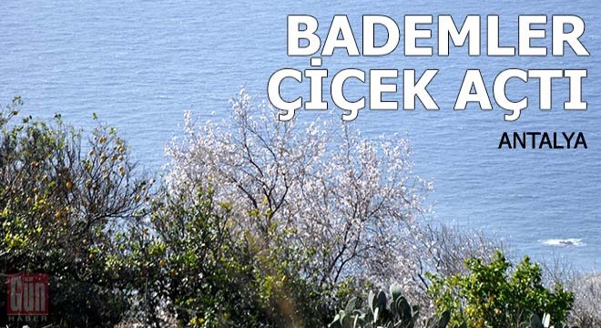 Gazipaşa'da bademler çiçek açtı