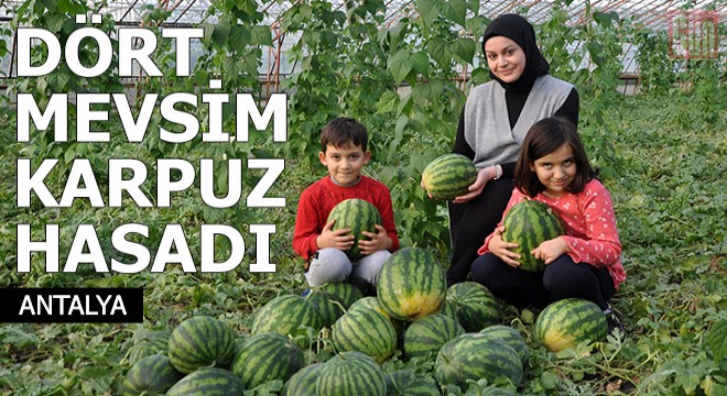 Gazipaşa'da dört mevsim karpuz hasadı