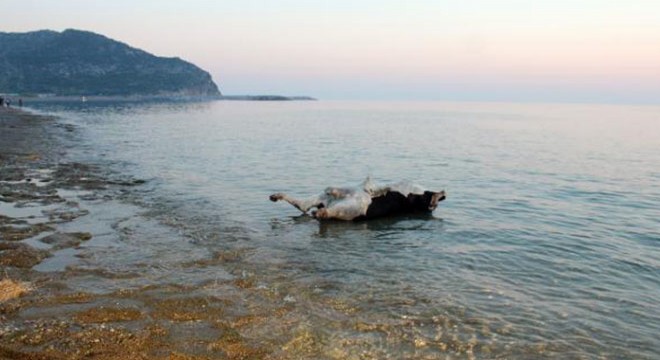 Gazipaşa'da kıyıya telef olmuş boğa vurdu