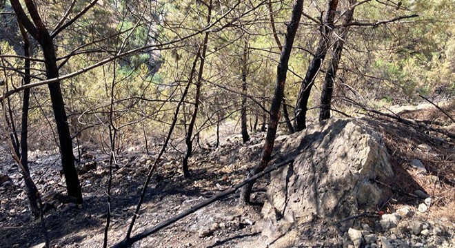 Gazipaşa'da kızılçam ormanında çıkan yangın söndürüldü