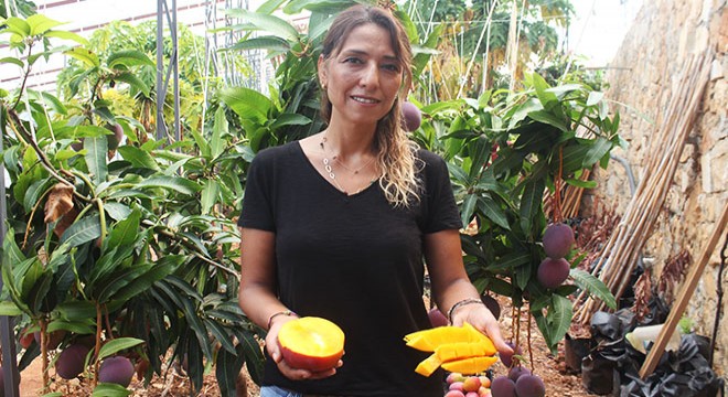 Gazipaşa'da mango hasadı