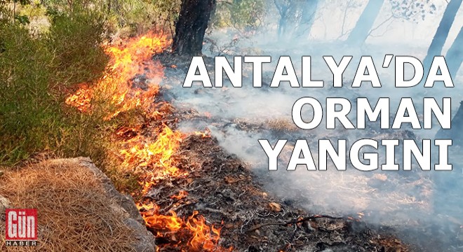 Gazipaşa'da orman yangını