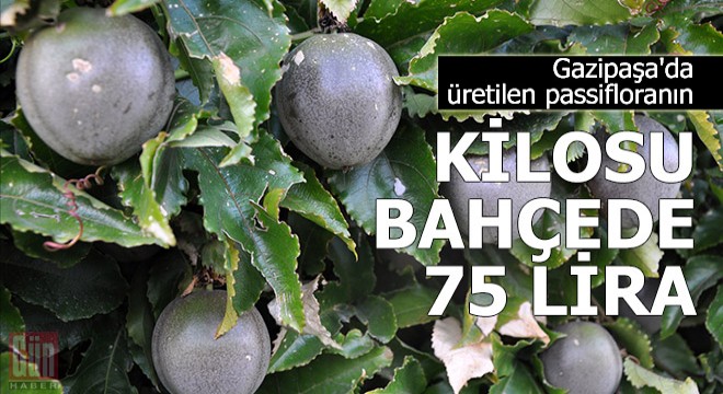Gazipaşa'da üretilen passifloranın kilosu bahçede 75 lira
