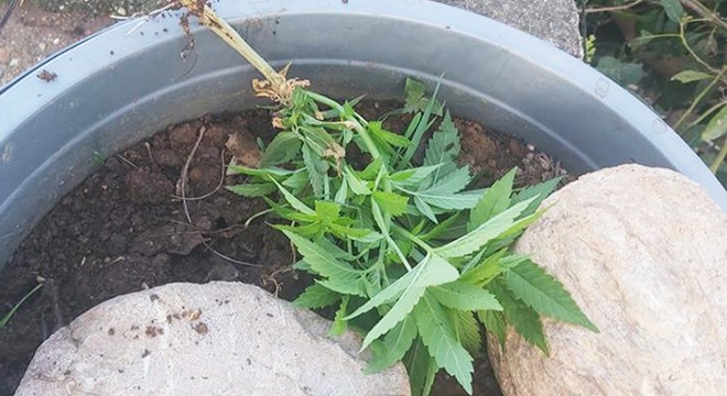 Gazipaşa'da uyuşturucu baskını
