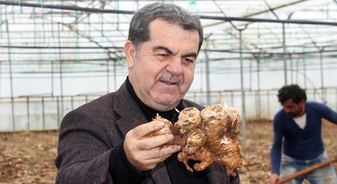 Gazipaşa'da yerli zencefil hasadı başladı
