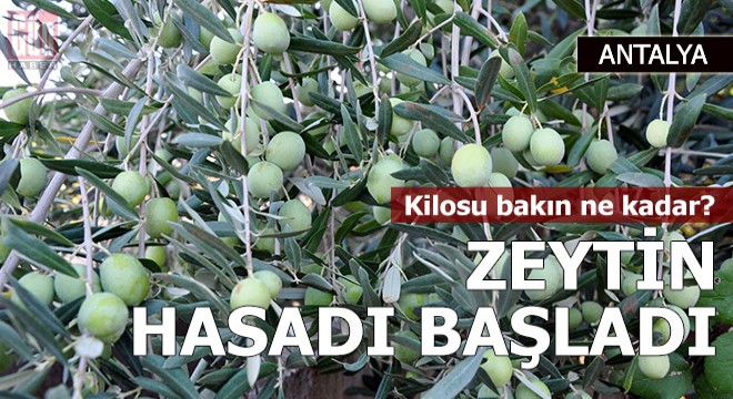 Gazipaşa'da zeytin hasadı ve yağ sıkım dönemi başladı