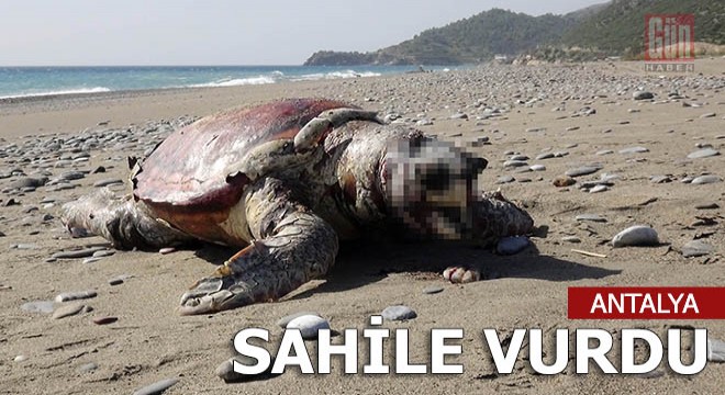 Gazipaşa da caretta caretta ölüsü, sahile vurdu