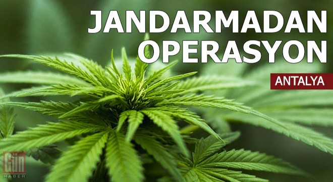 Gazipaşa da jandarmadan uyuşturucu operasyonu