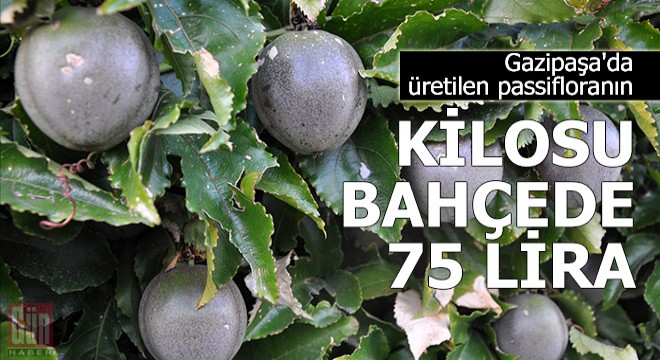 Gazipaşa da üretilen passifloranın kilosu bahçede 75 lira