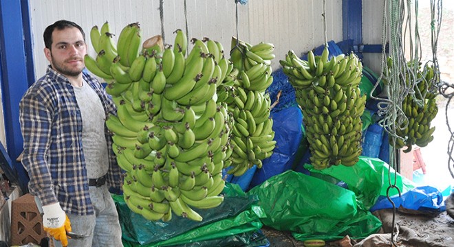 Gazipaşa, ithal muzu bitiriyor