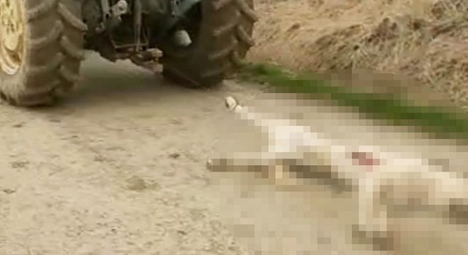 Gebe köpeği tüfekle öldürdü