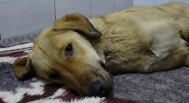 Geçen hafta otomobilin çarptığı köpek kurtarılamadı
