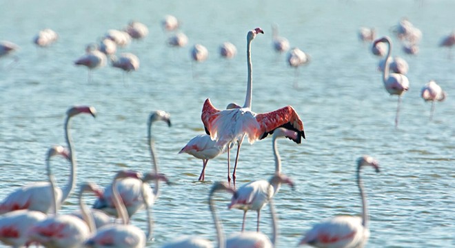 Gediz Deltası 'Birding Places' ağına dahil oldu