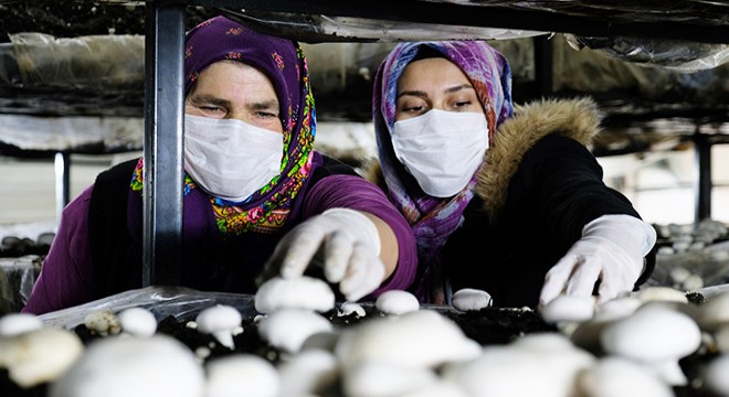 Gelin- kaynana, Orta Toroslar’da mantar üretiyor