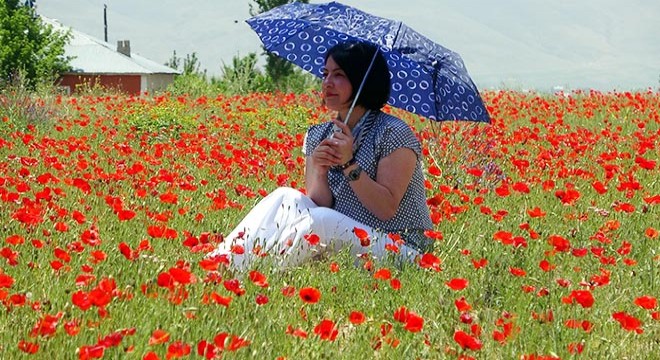 Gelincik tarlası, ressamların sanat atölyesi haline geldi