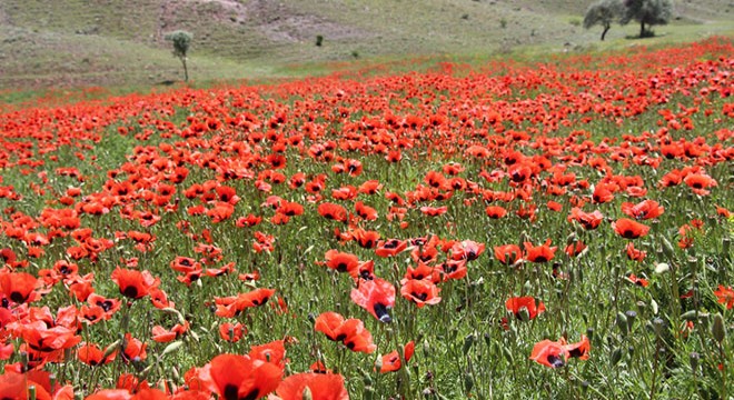 Gelincikler ovayı kırmızıya boyadı