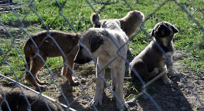 Genç gönüllülerden sokak hayvanları için barınak