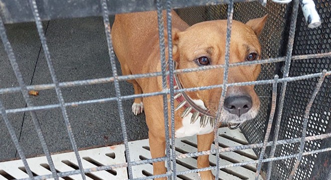 Gence saldıran pitbull sahibinden alınarak barınağa getirildi