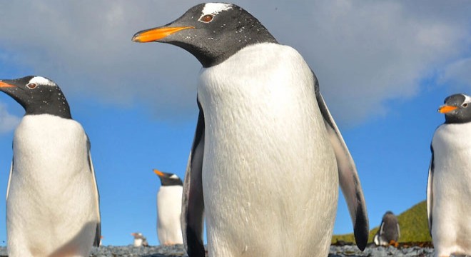 Gentoo penguenlerinde kuş gribi görüldü