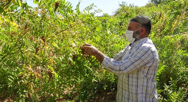 Gercüş'te sumak hasadı