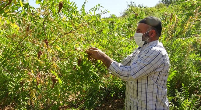 Gercüş te sumak hasadı