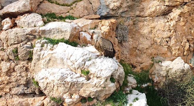 Gerger’de, kızıl akbaba sayısı arttı