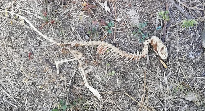 Giresun'da bulunan hayvan iskeleti araştırılıyor
