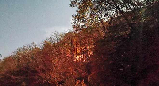 Giresun'da orman yangını
