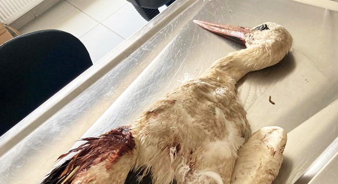 Göç döneminde 6 yaralı leylekten 3'ünün vurulduğu belirlendi