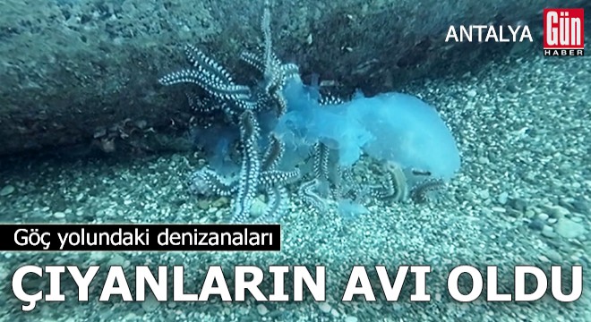 Göç yolundaki denizanaları çıyanların avı oldu