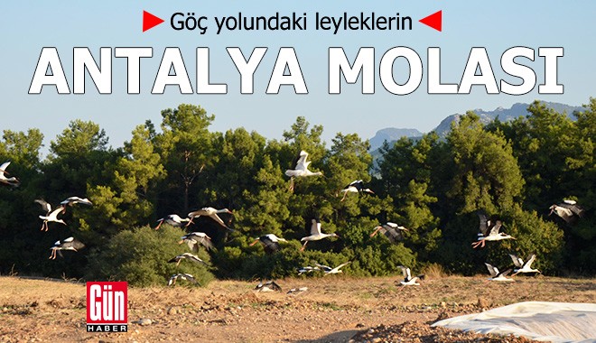 Göç yolundaki leyleklerin Antalya molası