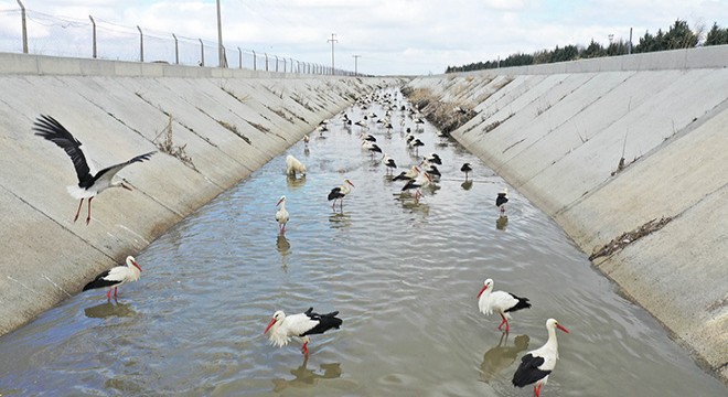 Göç yolundaki leyleklerin  kanal  molası