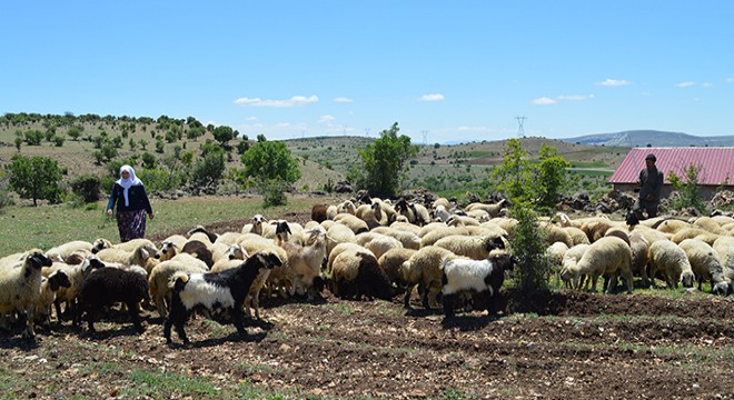 Göçebelerin zorlu yayla yolculuğu başladı