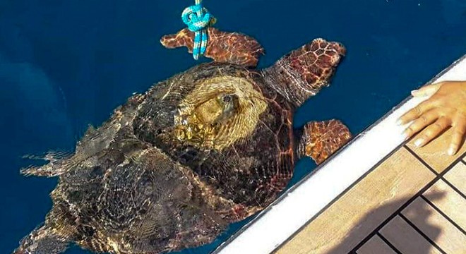Göcek'te denize giren kadını caretta ısırdı