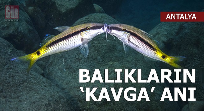 Göçmen balıkların 'kavga' anını görüntüledi