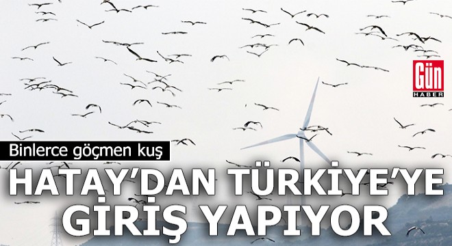 Göçmen kuşlar, Hatay'dan Türkiye'ye giriş yapıyor