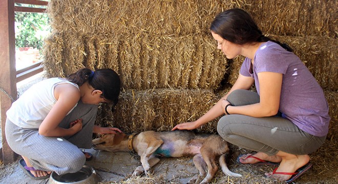 Göğsünde kesik olan yaralı köpeği kurtardılar