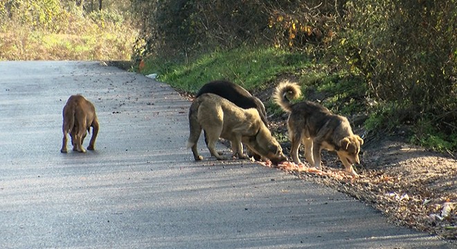 Göktürk'te başıboş köpek korkusu