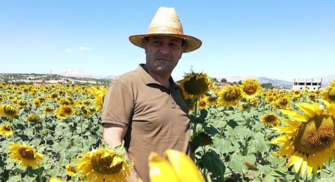 Gölbaşı’nda ayçiçeği hasadı yapıldı