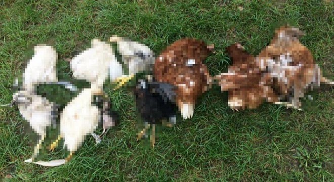 Gölcük'te aç kalan köpekler tavukları telef etti