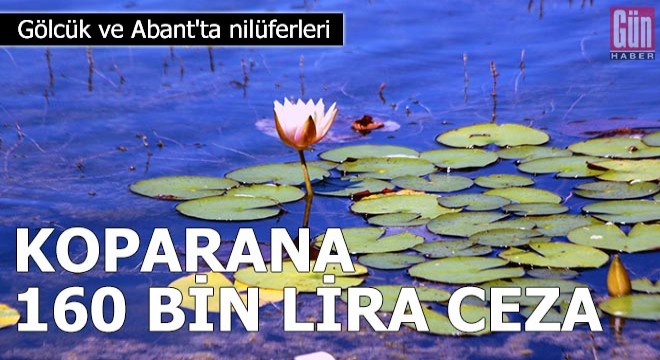 Gölcük ve Abant'ta nilüferleri koparana 160 bin lira ceza