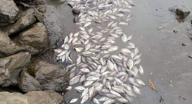 Gölet balçıkla kaplandı, balıklar öldü