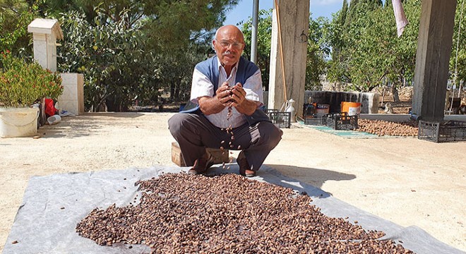 Gölgelik diye diktiği ağaç, gelir kapısı oldu