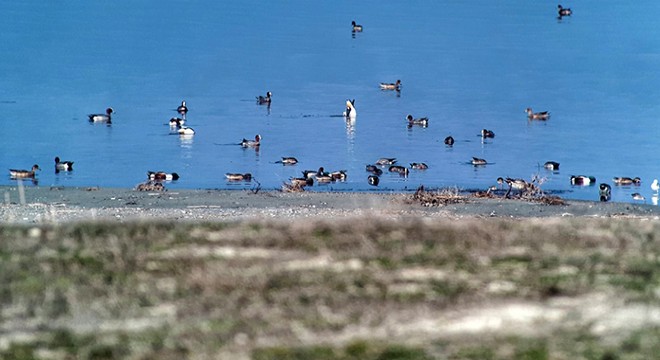 Göller Bölgesi'nde kuş sayımı sürüyor