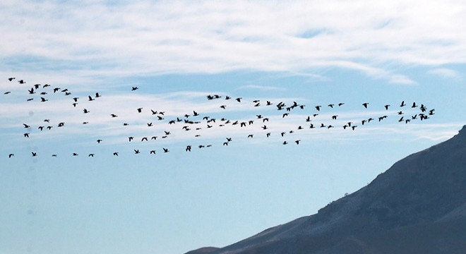 Göller Bölgesi nde su kuşu sayımı başladı