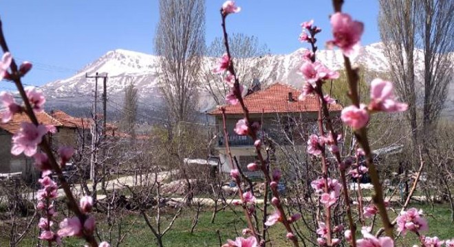 Gömbe'de çiçekler karla buluştu