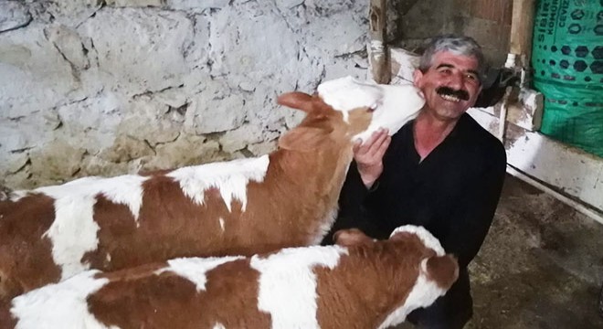 Gömlek giydirdiği buzağılarını güvenlik kamerasından izliyor