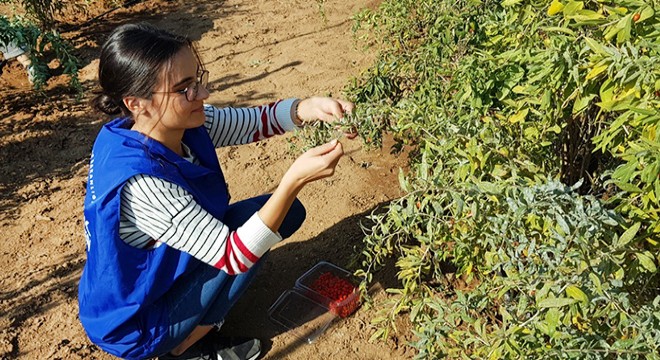 Gönüllü gençler meyve topladı