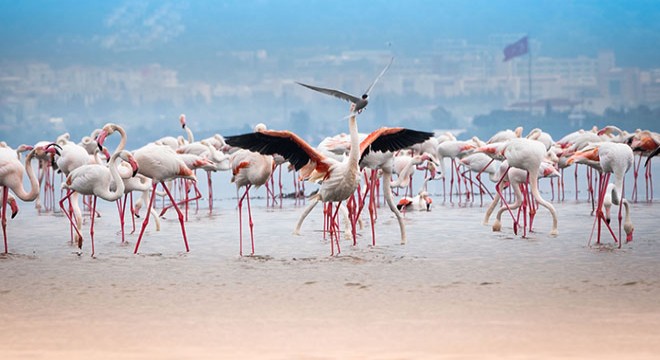 Google Earth'ten flamingo gözlemi